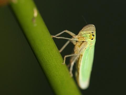 k��sek zelen� (Cicadella viridis)