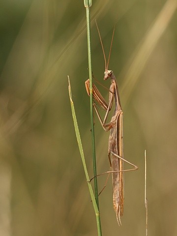 kudlanka n�bo�n�