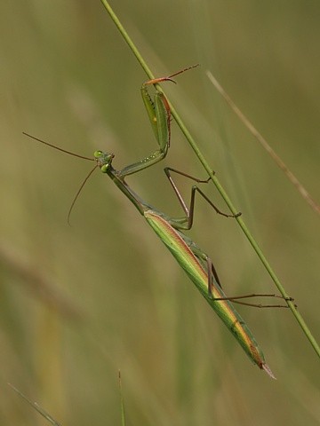 kudlanka n�bo�n�